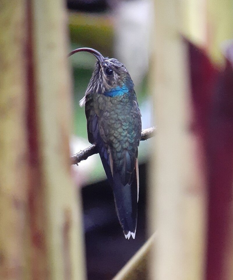 Buff-tailed Sicklebill (Eutoxeres condamini) photo