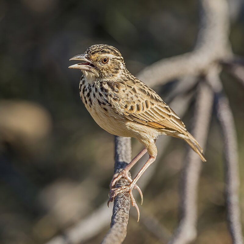 Jerdon's Bushlark (Plocealauda affinis) photo