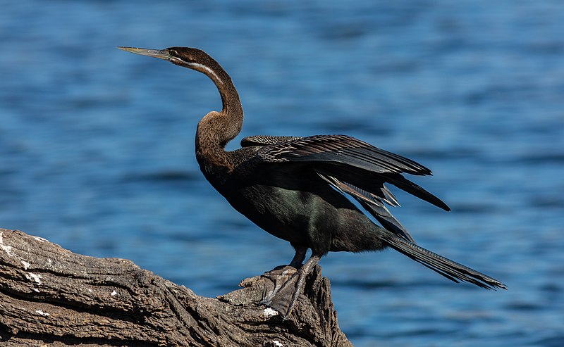 African Darter (Anhinga rufa) photo