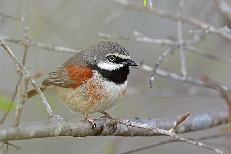 Red-shouldered Vanga (Calicalicus rufocarpalis) photo