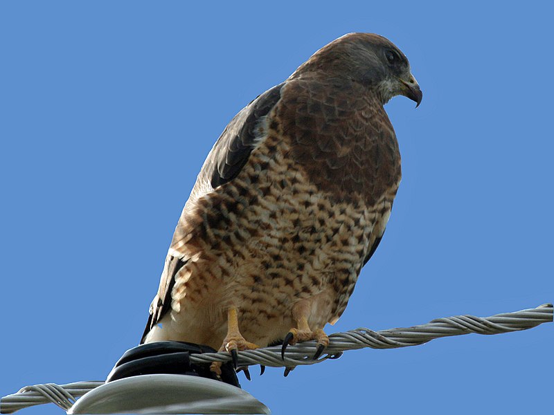 Swainson's Hawk (Buteo swainsoni) photo