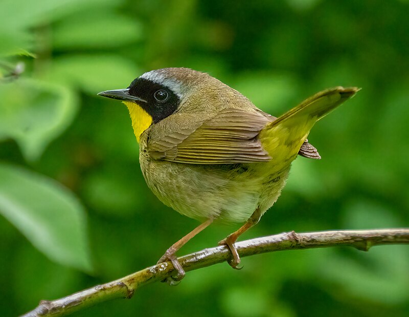 Common Yellowthroat (Geothlypis trichas) photo