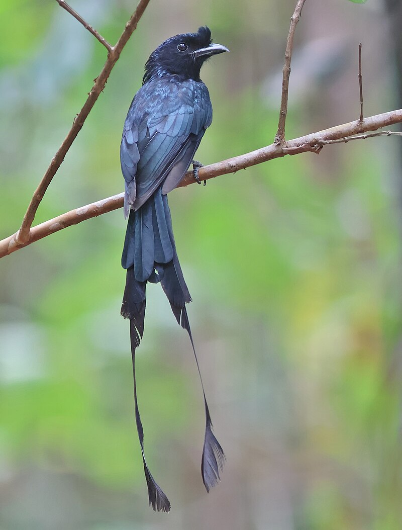 Greater Racket-tailed Drongo (Dicrurus paradiseus) photo