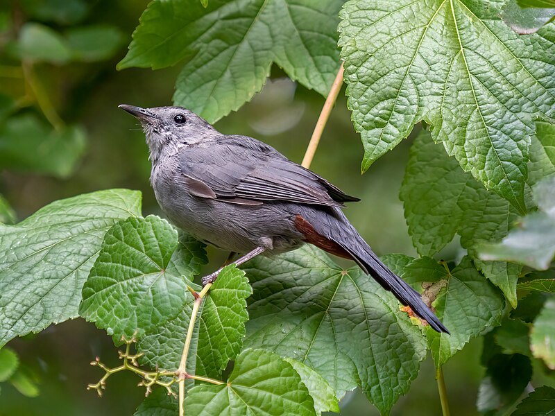 Gray Catbird (Dumetella carolinensis) photo