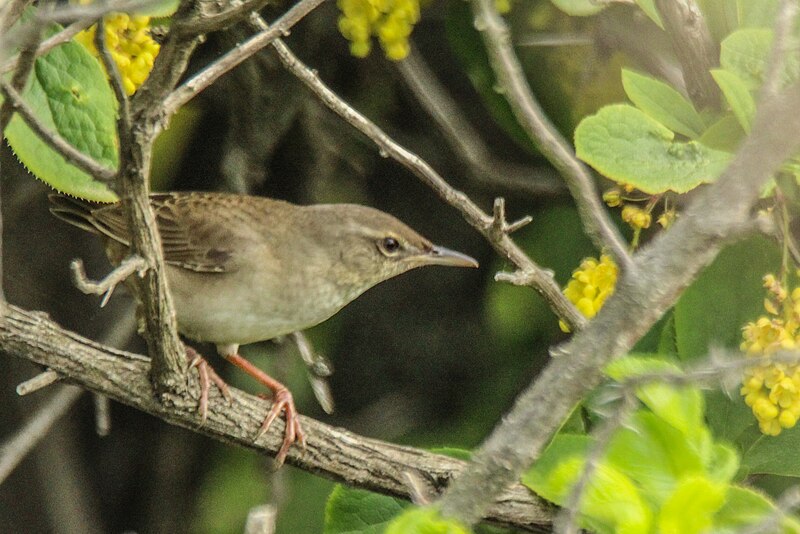 Pleske's Grasshopper Warbler (Helopsaltes pleskei) photo
