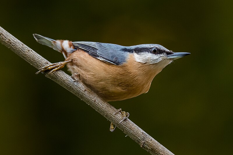Eurasian Nuthatch (Sitta europaea) photo