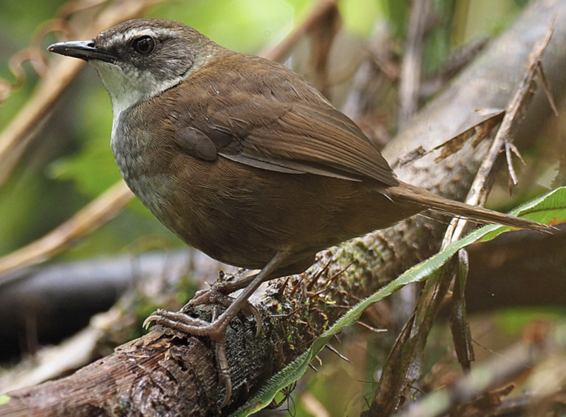 Buru Bush Warbler (Locustella disturbans) photo
