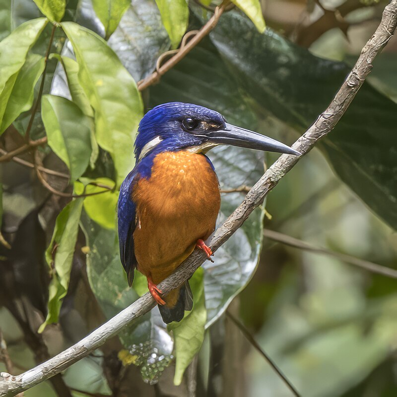Shining-blue Kingfisher (Alcedo quadribrachys) photo