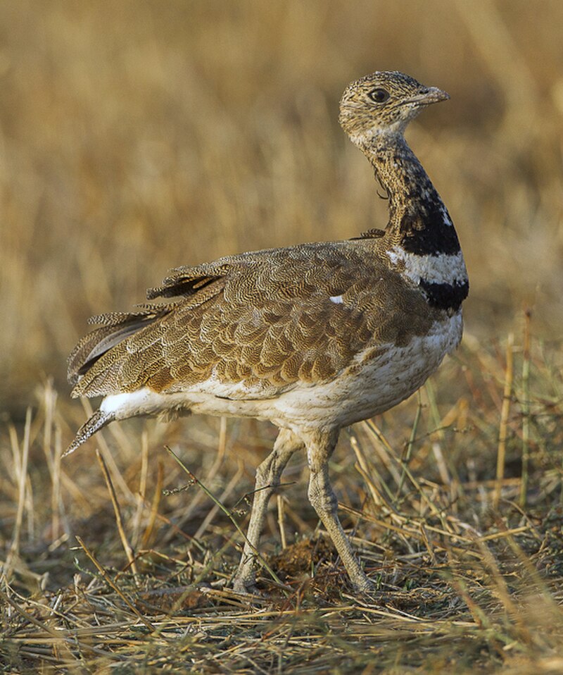 Little Bustard (Tetrax tetrax) photo