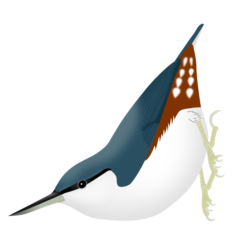 Siberian Nuthatch (Sitta arctica) photo