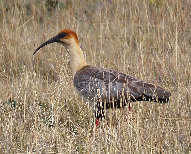 Andean Ibis (Theristicus branickii) photo
