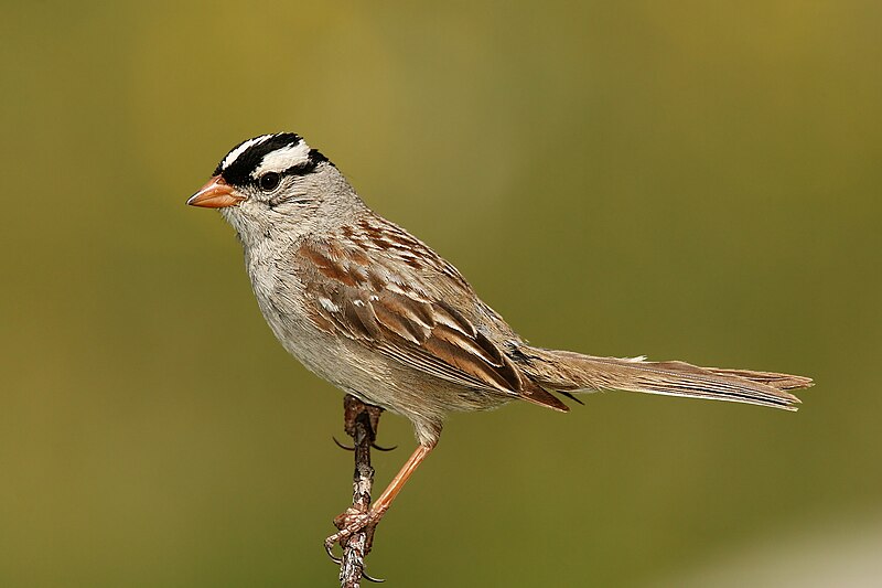 White-crowned Sparrow (Zonotrichia leucophrys) photo