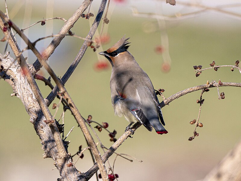 Japanese Waxwing (Bombycilla japonica) photo