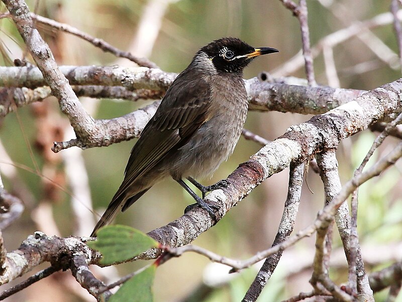 Bridled Honeyeater (Bolemoreus frenatus) photo