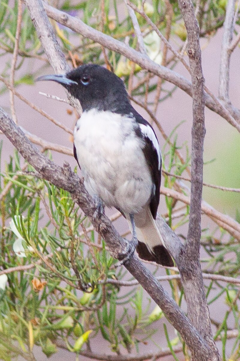 Pied Honeyeater (Certhionyx variegatus) photo