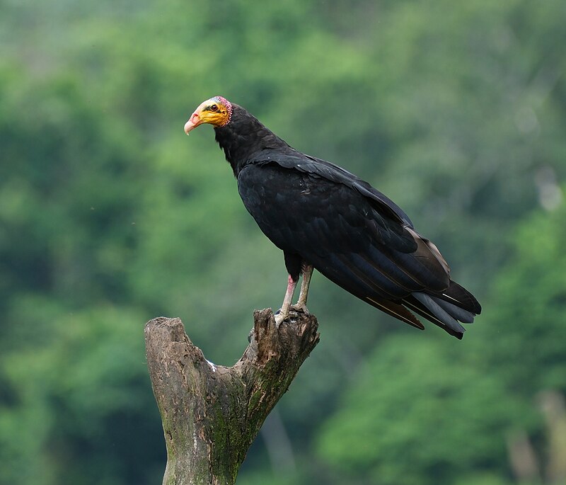 Greater Yellow-headed Vulture (Cathartes melambrotus) photo