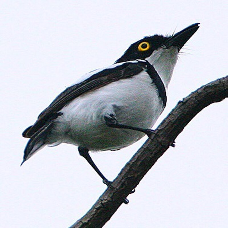 Senegal Batis (Batis senegalensis) photo
