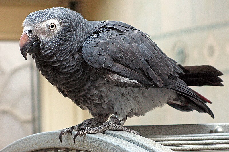 Timneh Parrot (Psittacus timneh) photo