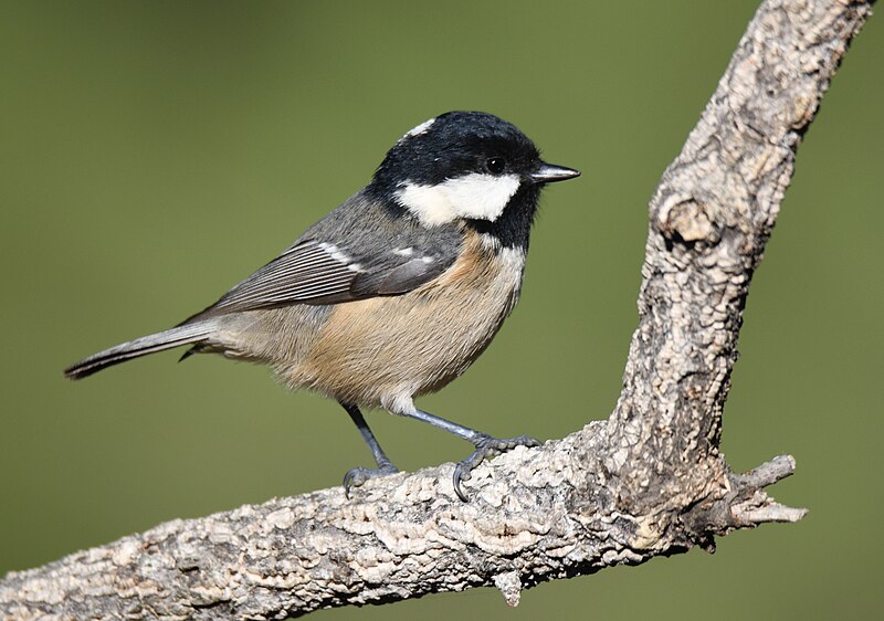 Coal Tit (Periparus ater) photo