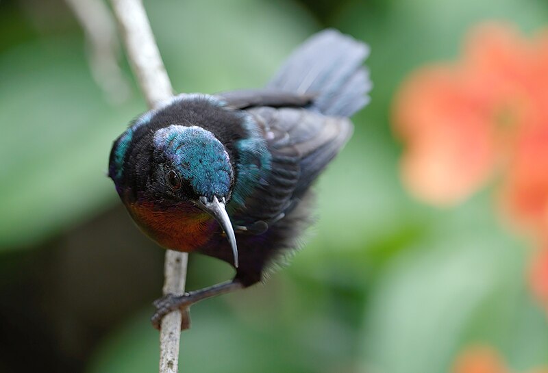 Copper-throated Sunbird (Leptocoma calcostetha) photo