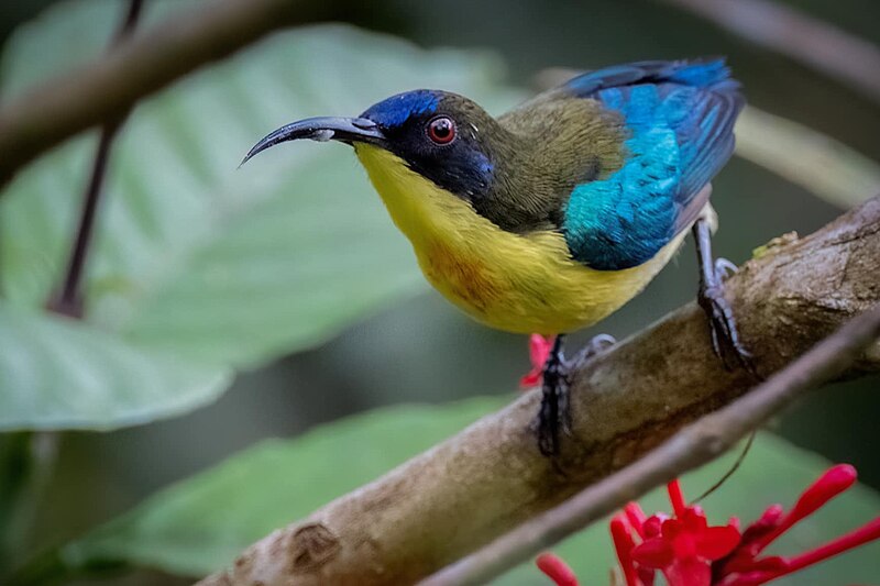 Metallic-winged Sunbird (Aethopyga pulcherrima) photo
