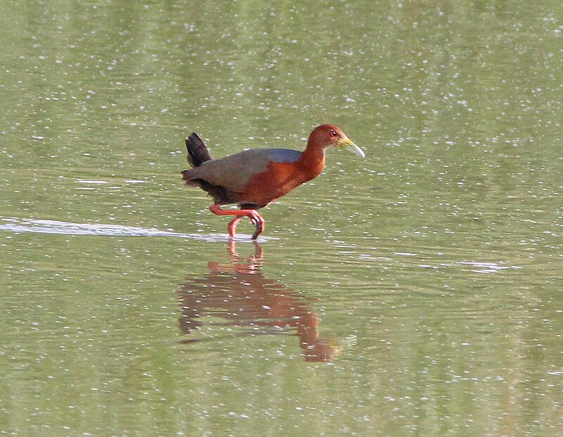 Rufous-necked Wood-Rail (Aramides axillaris) photo