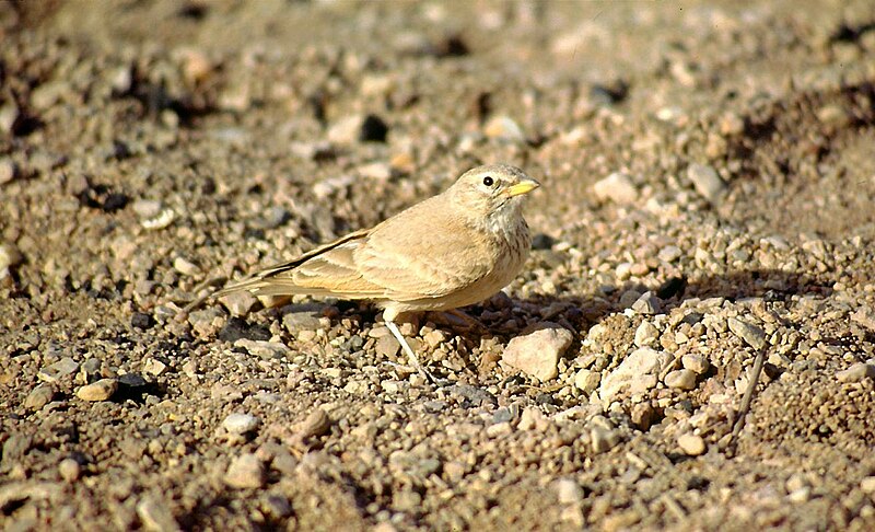 Desert Lark (Ammomanes deserti) photo