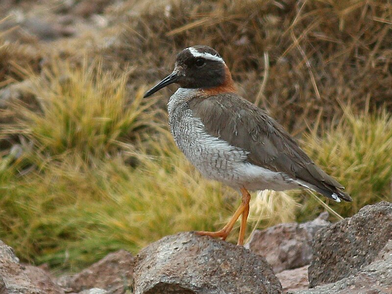 Diademed Sandpiper-Plover (Phegornis mitchellii) photo