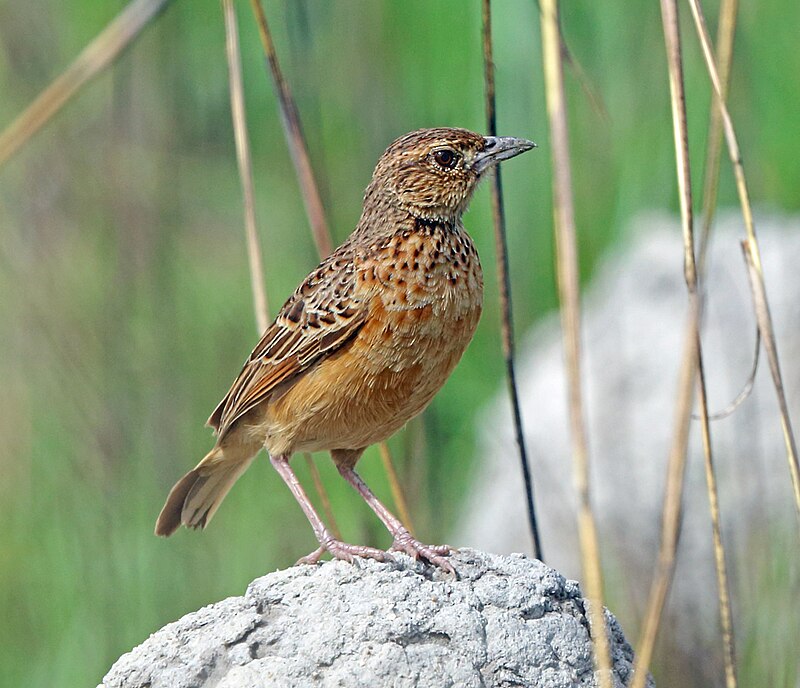 Flappet Lark (Amirafra rufocinnamomea) photo