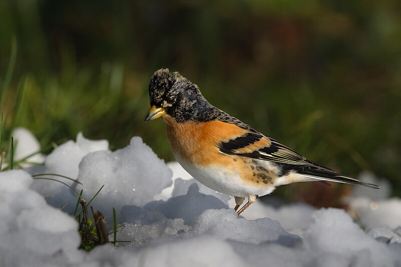 Brambling (Fringilla montifringilla) photo