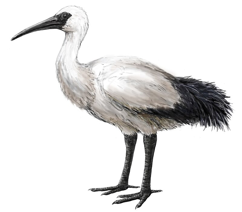 Reunion Ibis (Threskiornis solitarius) photo