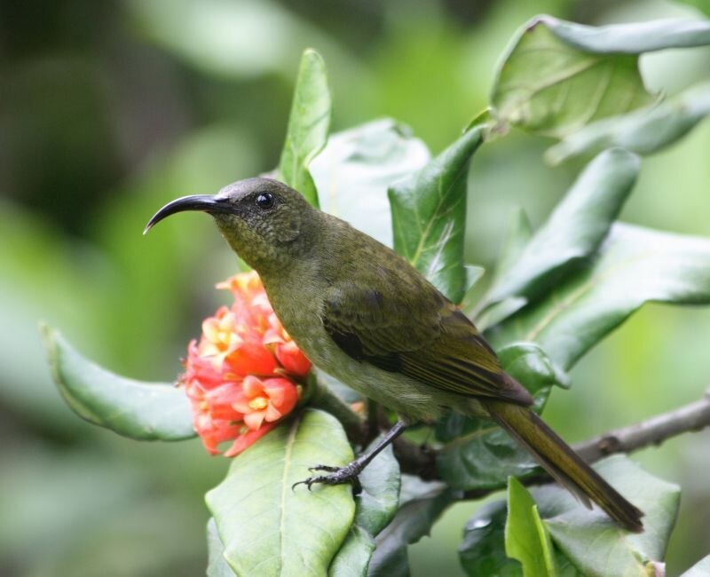 Olive Sunbird (Cyanomitra olivacea) photo