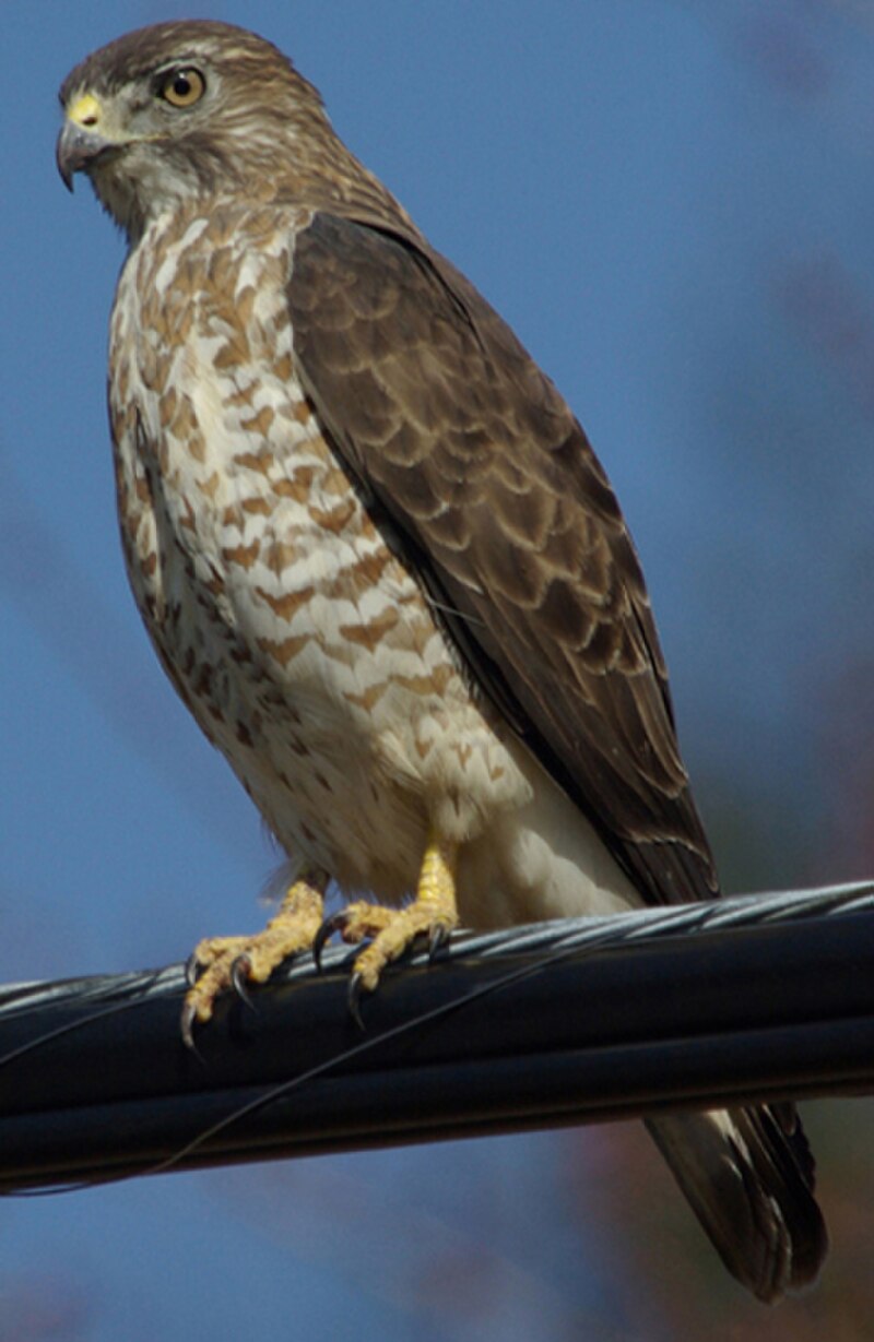 Broad-winged Hawk (Buteo platypterus) photo