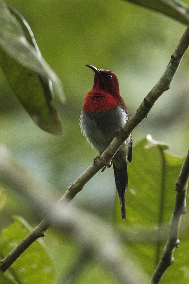 Javan Sunbird (Aethopyga mystacalis) photo