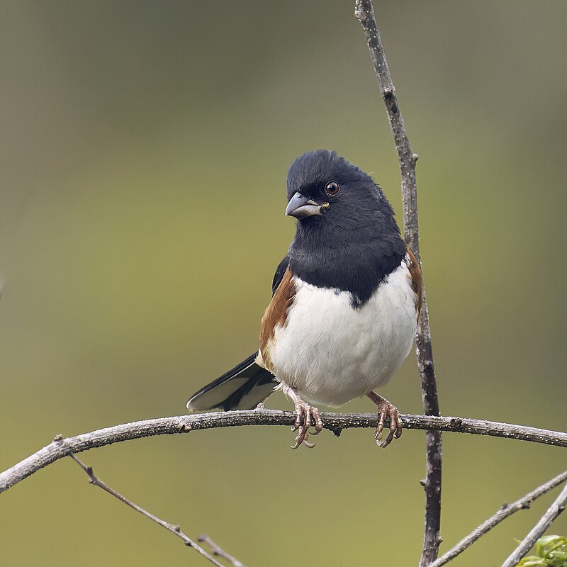 Eastern Towhee (Pipilo erythrophthalmus) photo