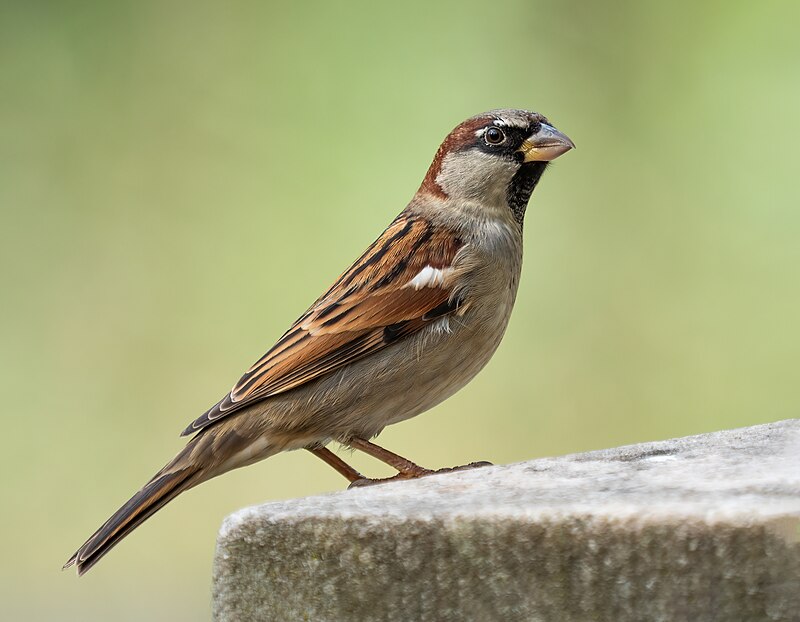 House Sparrow (Passer domesticus) photo