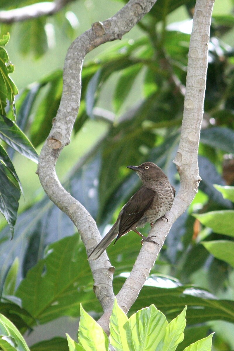 Scaly-breasted Thrasher (Allenia fusca) photo