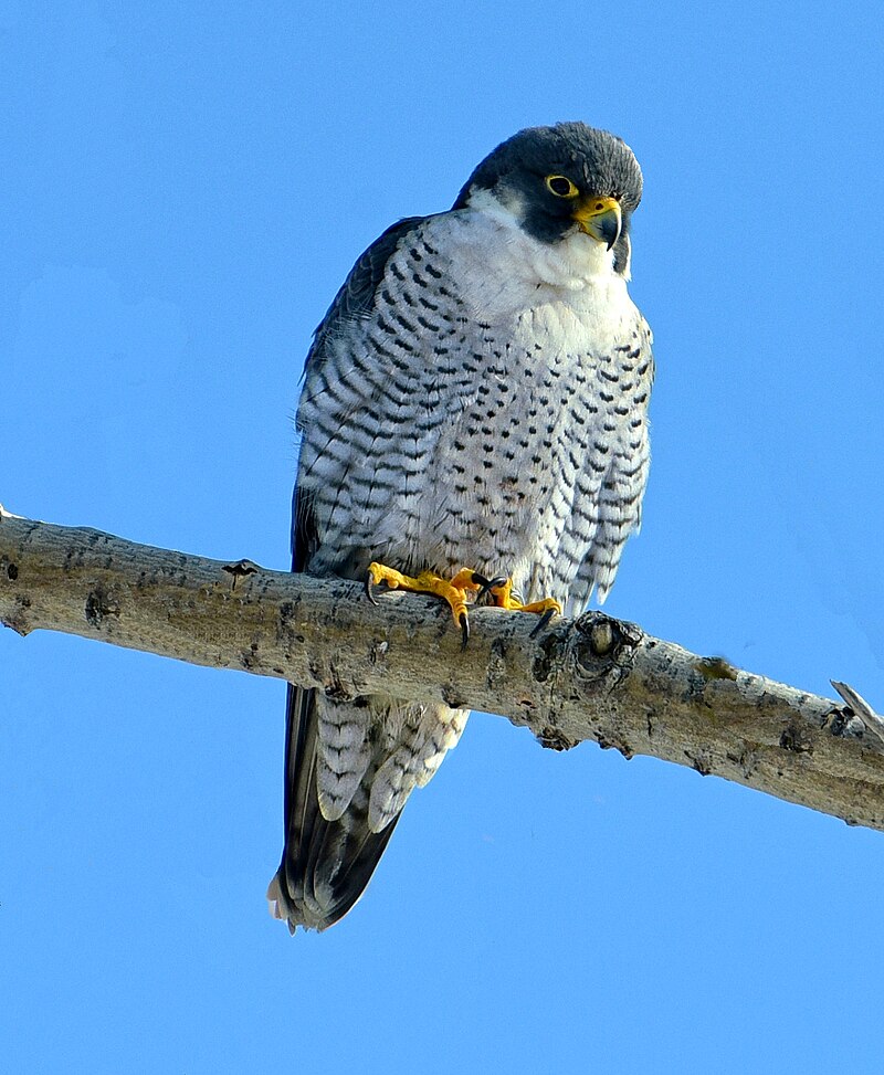 Peregrine Falcon (Falco peregrinus) photo
