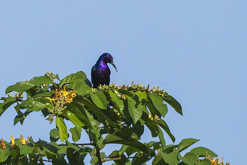 Superb Sunbird (Cinnyris superbus) photo
