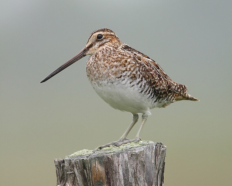 Wilson's Snipe (Gallinago delicata) photo