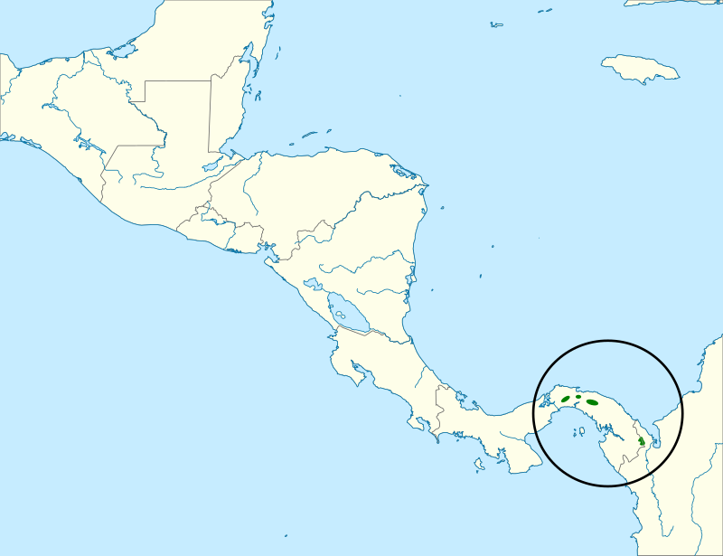 Tacarcuna Chlorospingus (Chlorospingus tacarcunae) photo