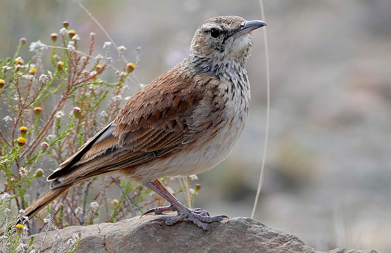 Karoo Long-billed Lark (Certhilauda subcoronata) photo