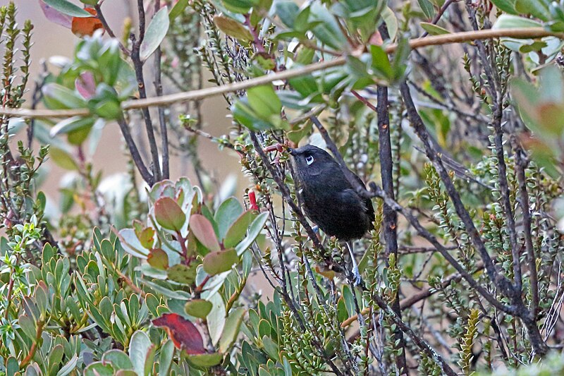 Sooty Honeyeater (Melionyx fuscus) photo