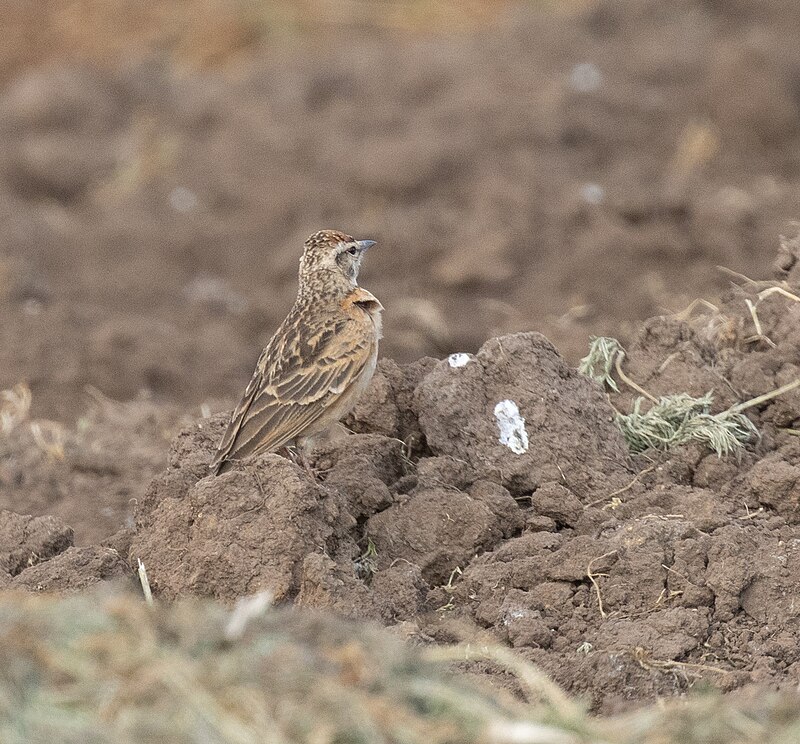 Blanford's Lark (Calandrella blanfordi) photo