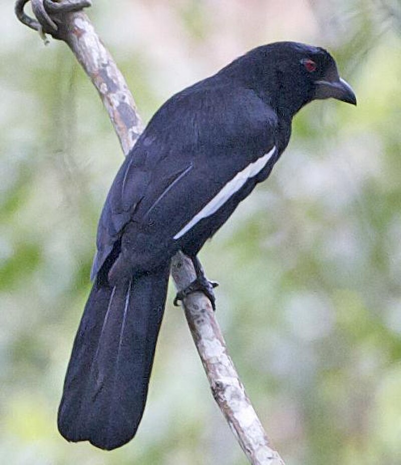 Malayan Black Magpie (Platysmurus leucopterus) photo