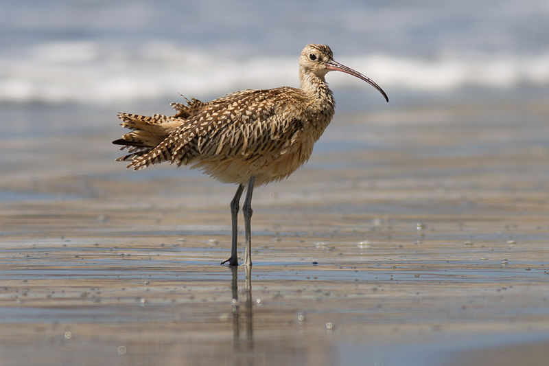Long-billed Curlew (Numenius americanus) photo