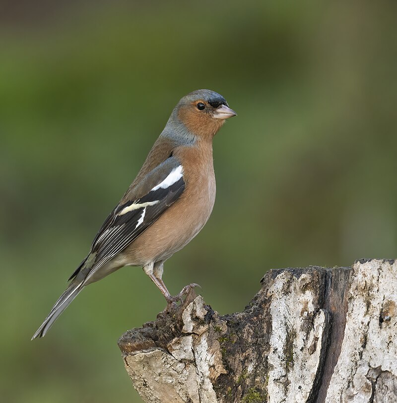 Common Chaffinch (Fringilla coelebs) photo