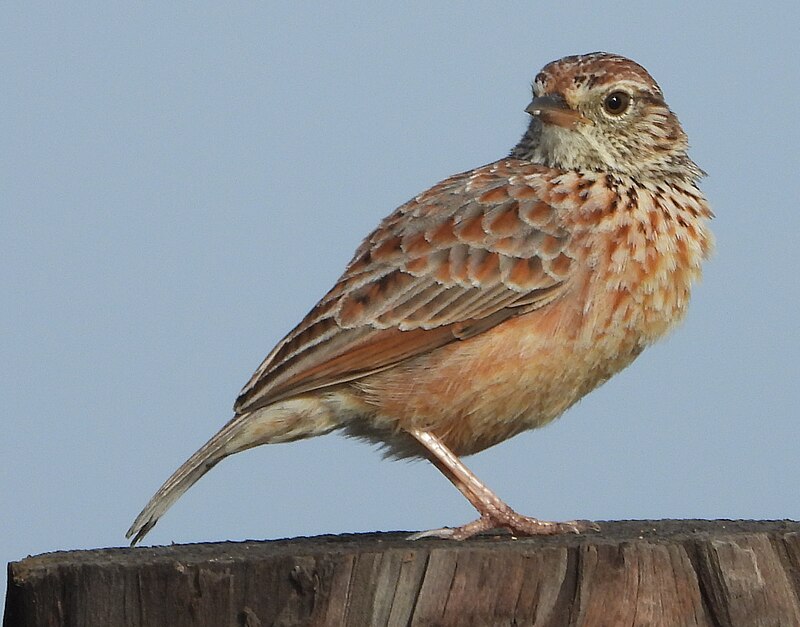 Cape Clapper Lark (Corypha apiata) photo