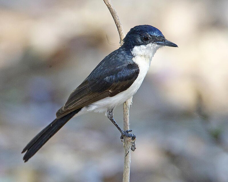 Restless Flycatcher (Myiagra inquieta) photo