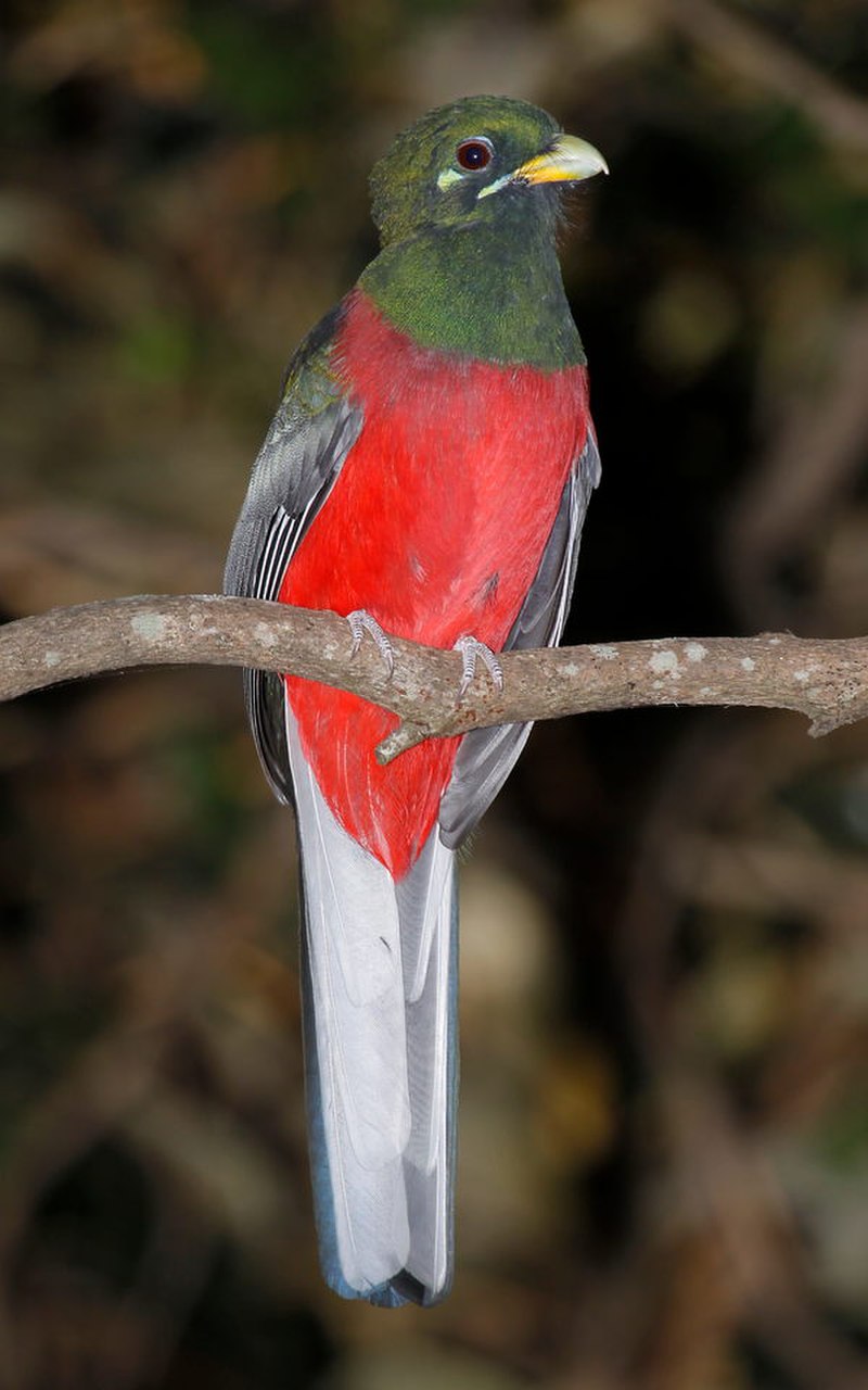 Narina Trogon (Apaloderma narina) photo